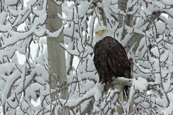 AK, Chilkat Bald eagle on snow- covered tree